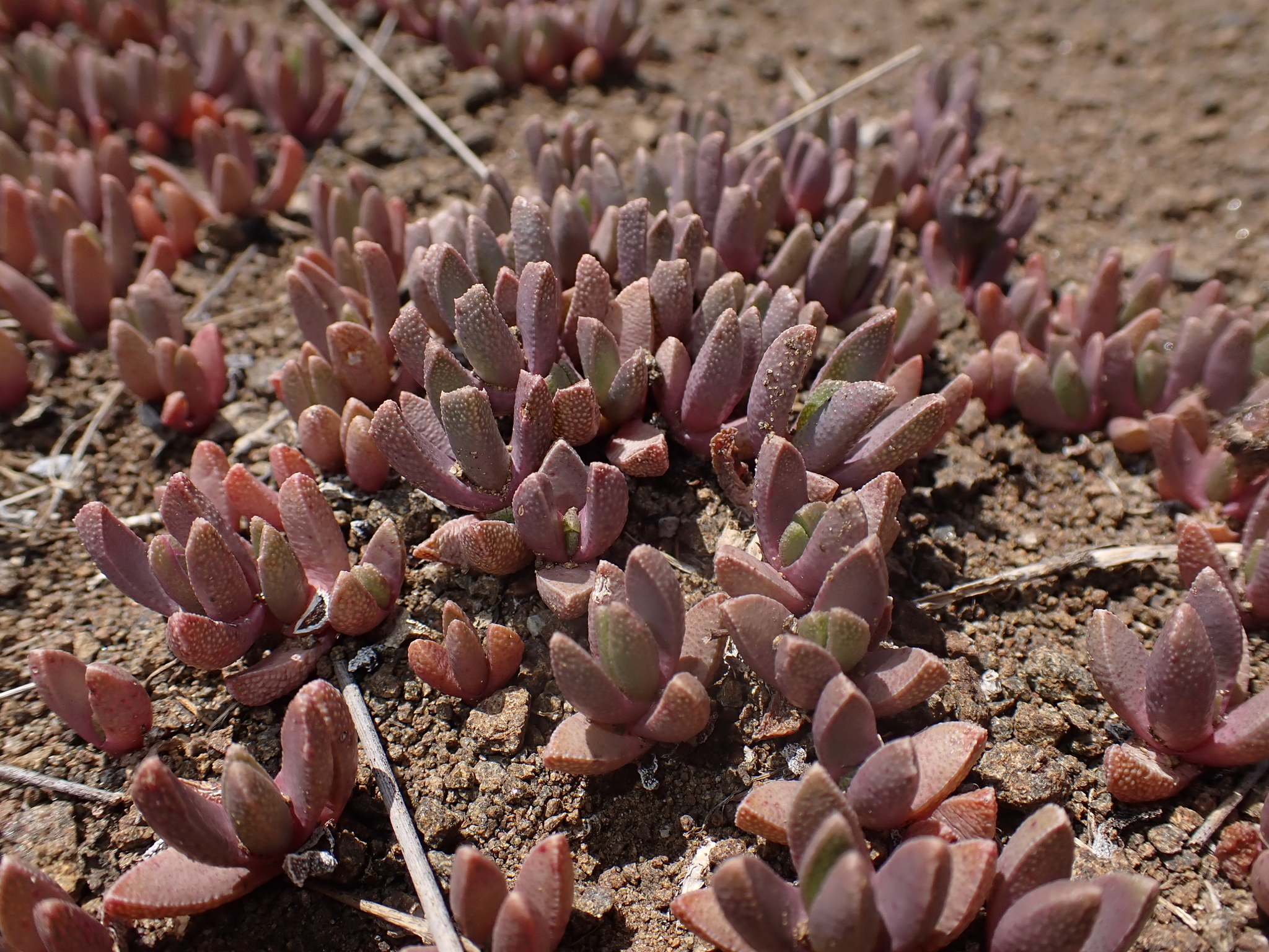 Stomatium musculinum Schwantes
