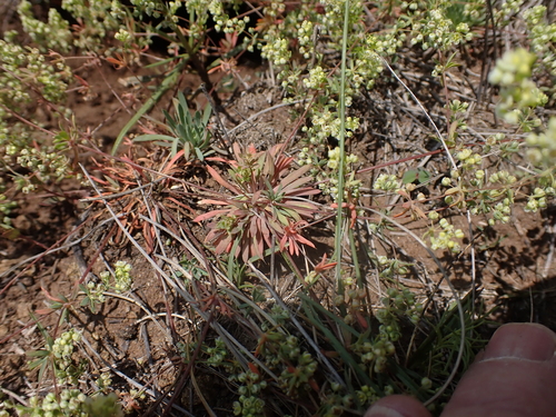 Ungent Stackleaf (Psammotropha myriantha)