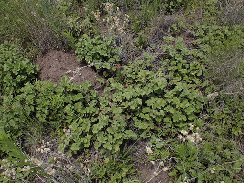 Pelargonium sidoides (Pelargonium sidoides)