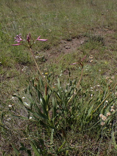 Corkskrew Nerine (Nerine krigei)