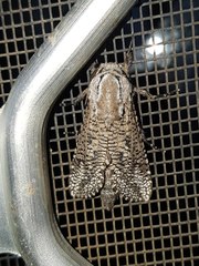 Endoxyla amphiplecta