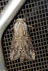 Endoxyla amphiplecta