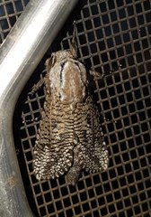 Endoxyla amphiplecta