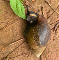 Achatina