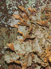 Yarrumia colensoi