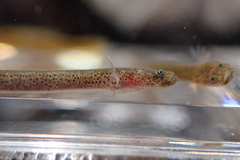 Elongate Goby photo 1