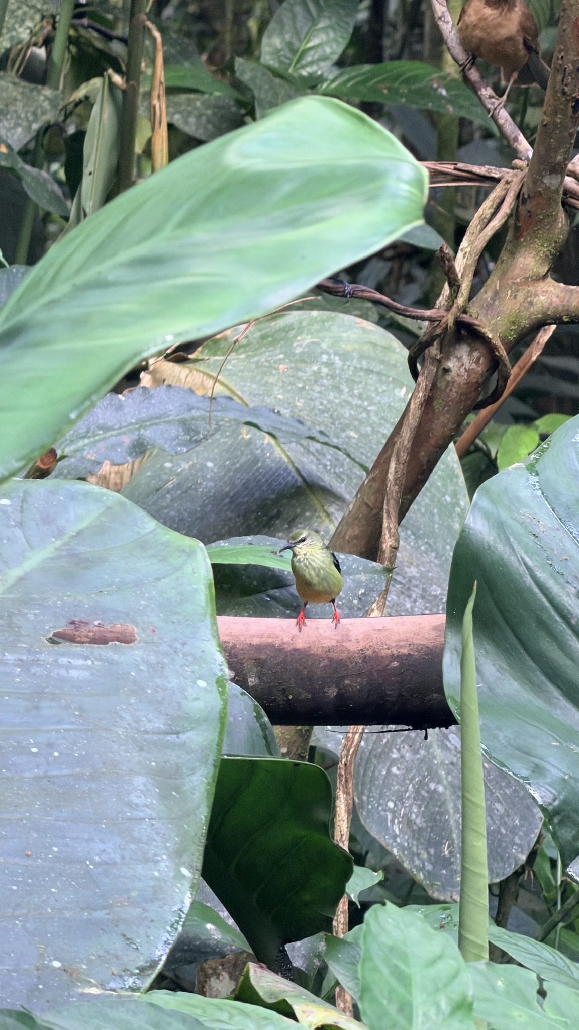 Red-legged Honeycreeper (Cyanerpes cyaneus), photo 9
