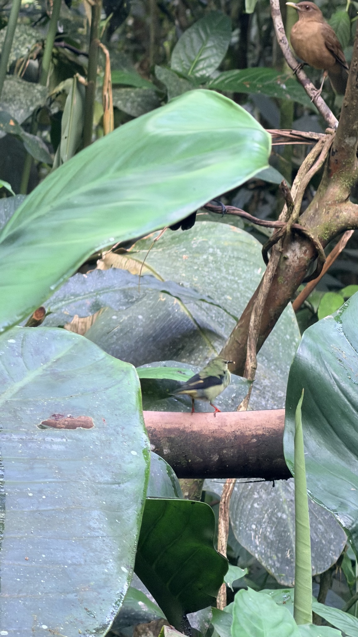 Red-legged Honeycreeper (Cyanerpes cyaneus), photo 10