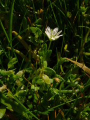 Stellaria humifusa