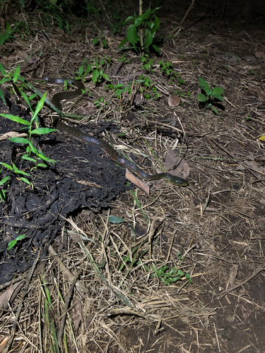 Xenochrophis trianguligerus