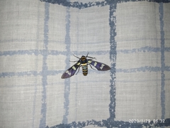 Syntomeida melanthus