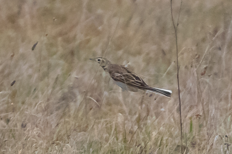 Richard's Pipit (Anthus richardi), photo 4