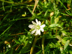 Stellaria humifusa