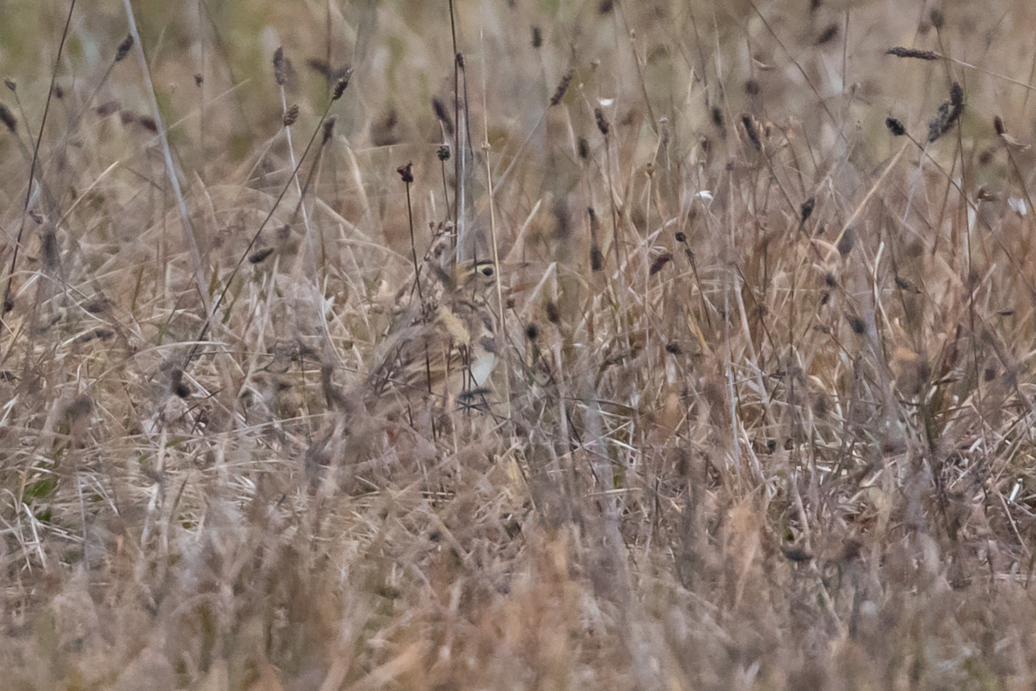 Richard's Pipit (Anthus richardi), photo 3