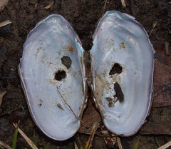 Sagittunio subrostratus