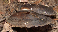 Sagittunio subrostratus