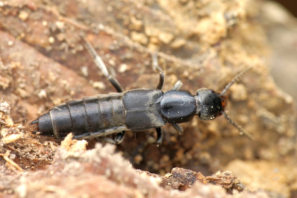 Platydracus juang