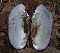 Sagittunio subrostratus