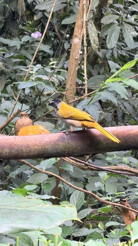 Black-headed Saltator (Saltator atriceps)