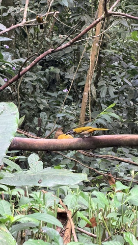 Black-headed Saltator (Saltator atriceps), photo 2