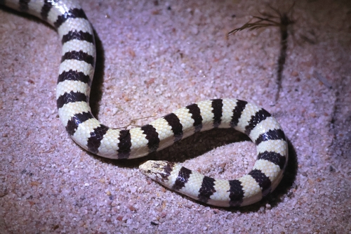 West Coast Banded Snake