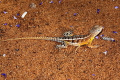 Chalarodon madagascariensis