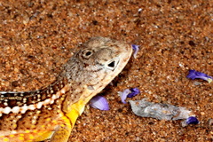 Chalarodon madagascariensis