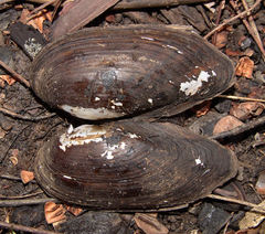 Sagittunio subrostratus