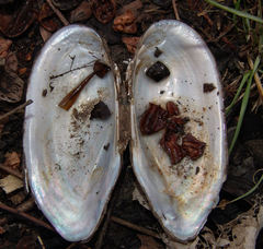 Sagittunio subrostratus