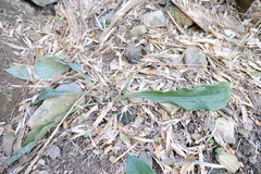 Calanthe graciliflora
