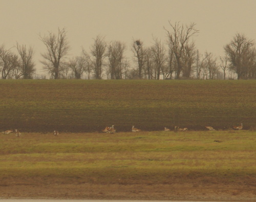 Great Bustard (Otis tarda), photo 3