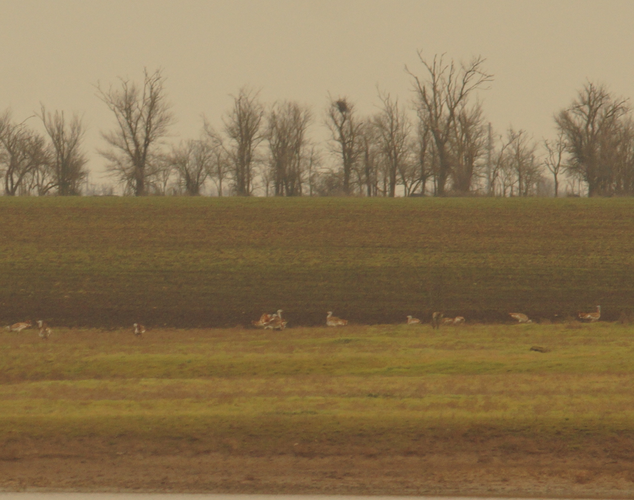 Great Bustard (Otis tarda), photo 3