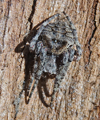 Araneus