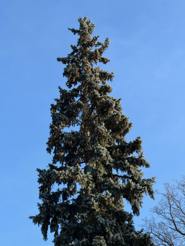 Colorado blue spruce