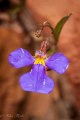 Lobelia heterophylla