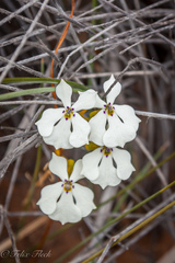 Isotoma hypocrateriformis
