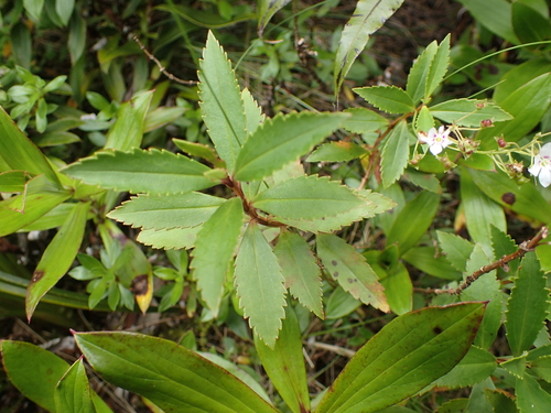Fiordland Parahebe (Veronica catarractae)