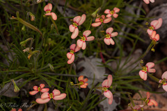 Stylidium bulbiferum