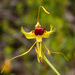 Butterfly Orchid - Photo (c) Felix Fleck, some rights reserved (CC BY-NC), uploaded by Felix Fleck