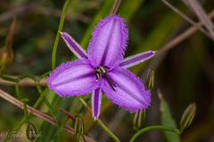 Thysanotus manglesianus