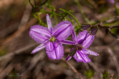 Thysanotus manglesianus