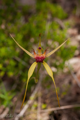 Caladenia pectinata
