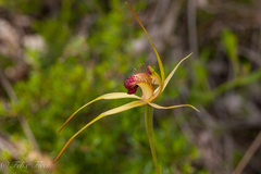 Caladenia pectinata
