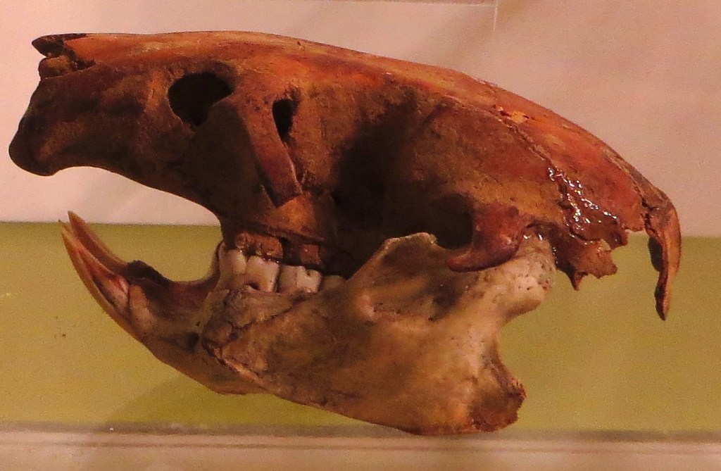 Canariomys