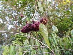 Callicarpa acuminata