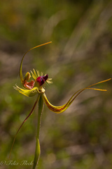 Caladenia lobata