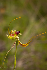 Caladenia lobata