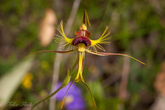 Caladenia lobata