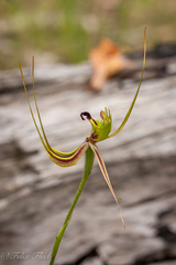Caladenia attingens