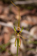 Caladenia attingens